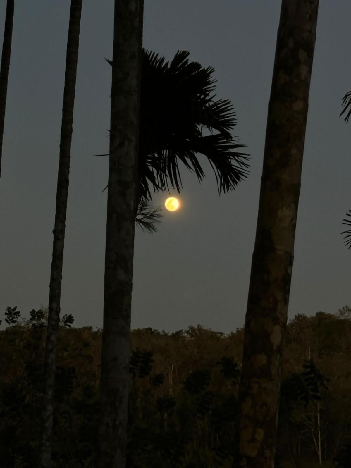 Lotus Jewel Forest Camping สุลต่านบาเทรี ภายนอก รูปภาพ